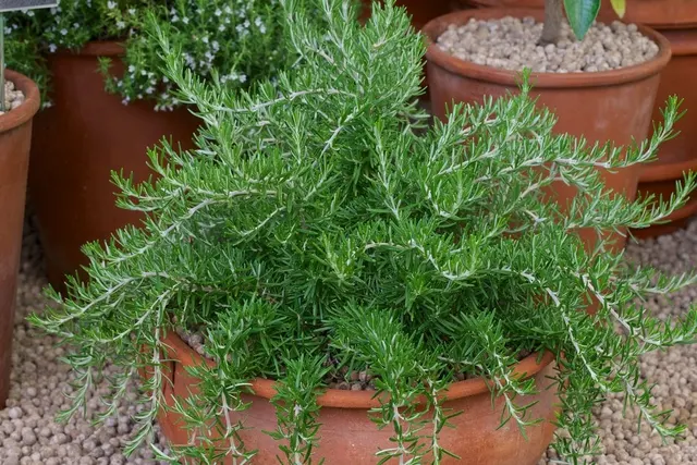 Rosmarinus officinalis ‘Boulè’ — katalog fotoğrafı