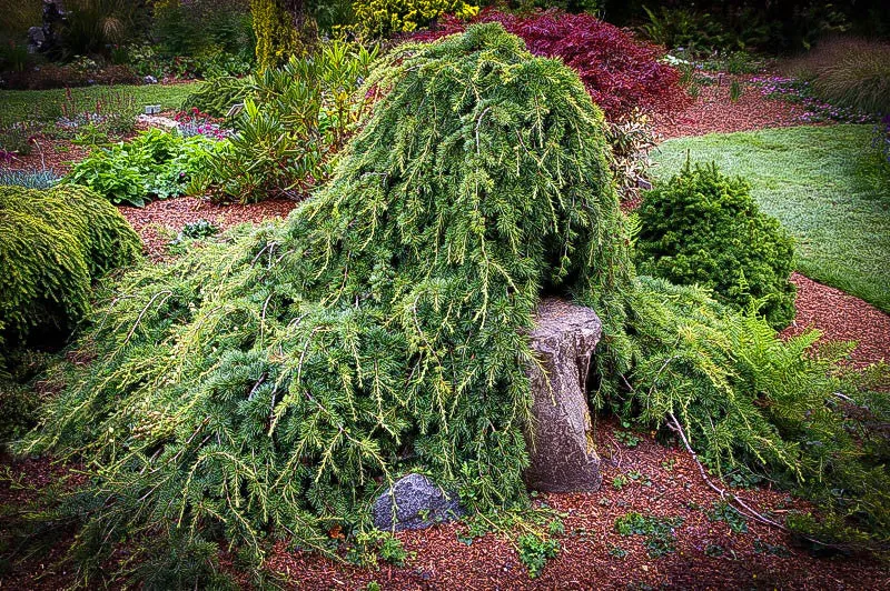 Cedrus libani ‘Sargenti’ — katalog fotoğrafı