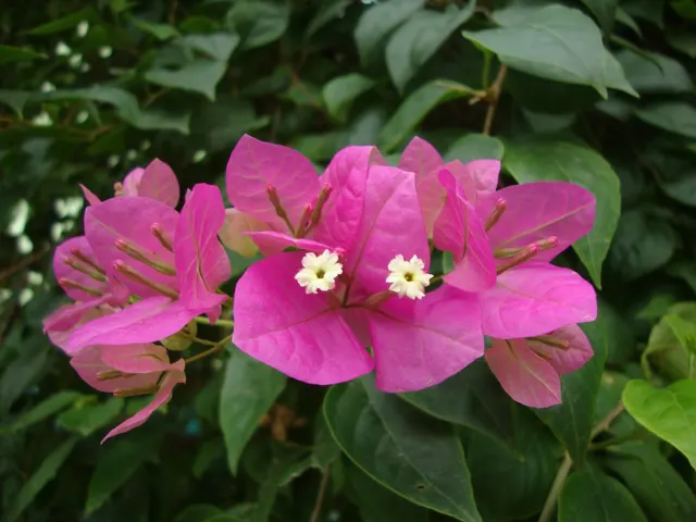 Bougainvillea spectabilis — katalog fotoğrafı