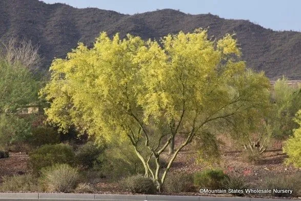 Parkinsonia microphyl — katalog fotoğrafı