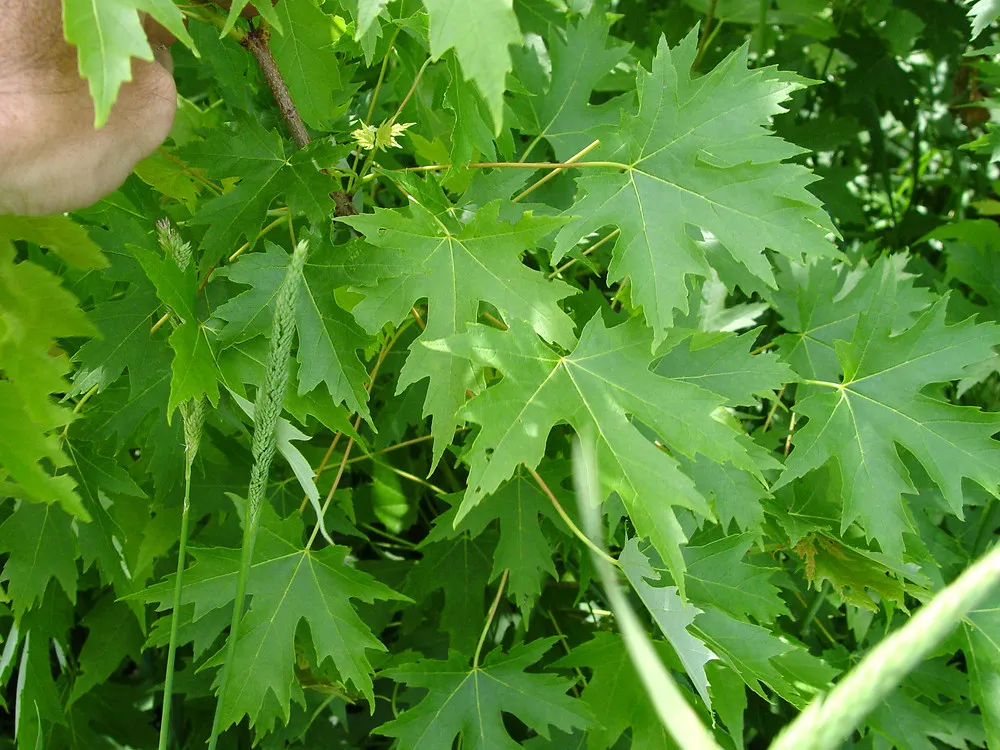 Acer saccharinum — katalog fotoğrafı