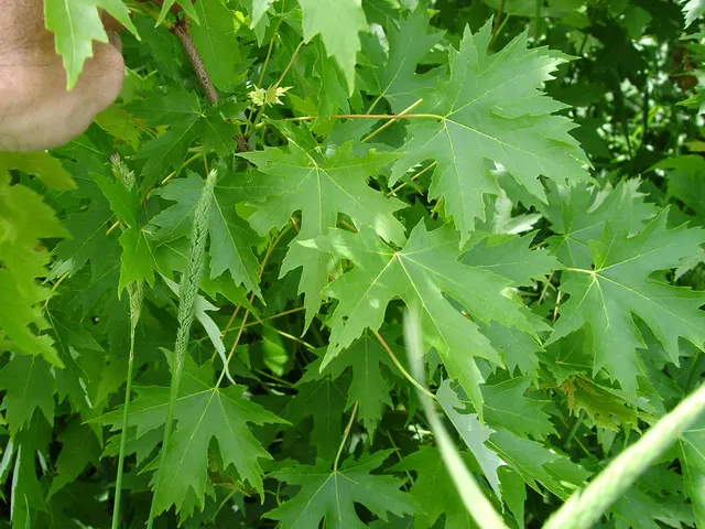 Acer saccharinum — katalog fotoğrafı