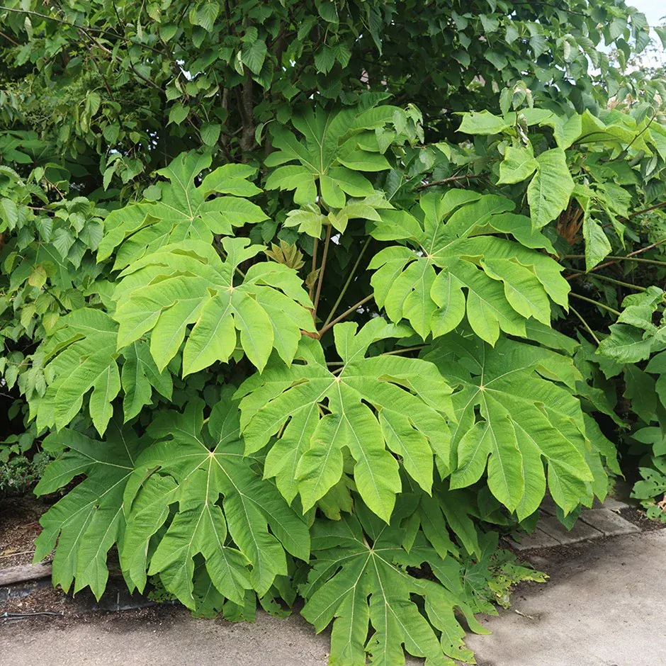 Tetrapanax papyrifer — katalog fotoğrafı