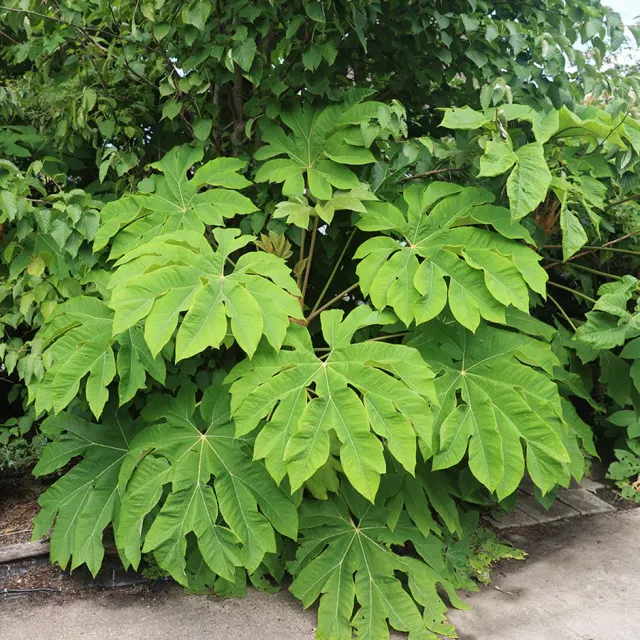 Tetrapanax papyrifer — katalog fotoğrafı