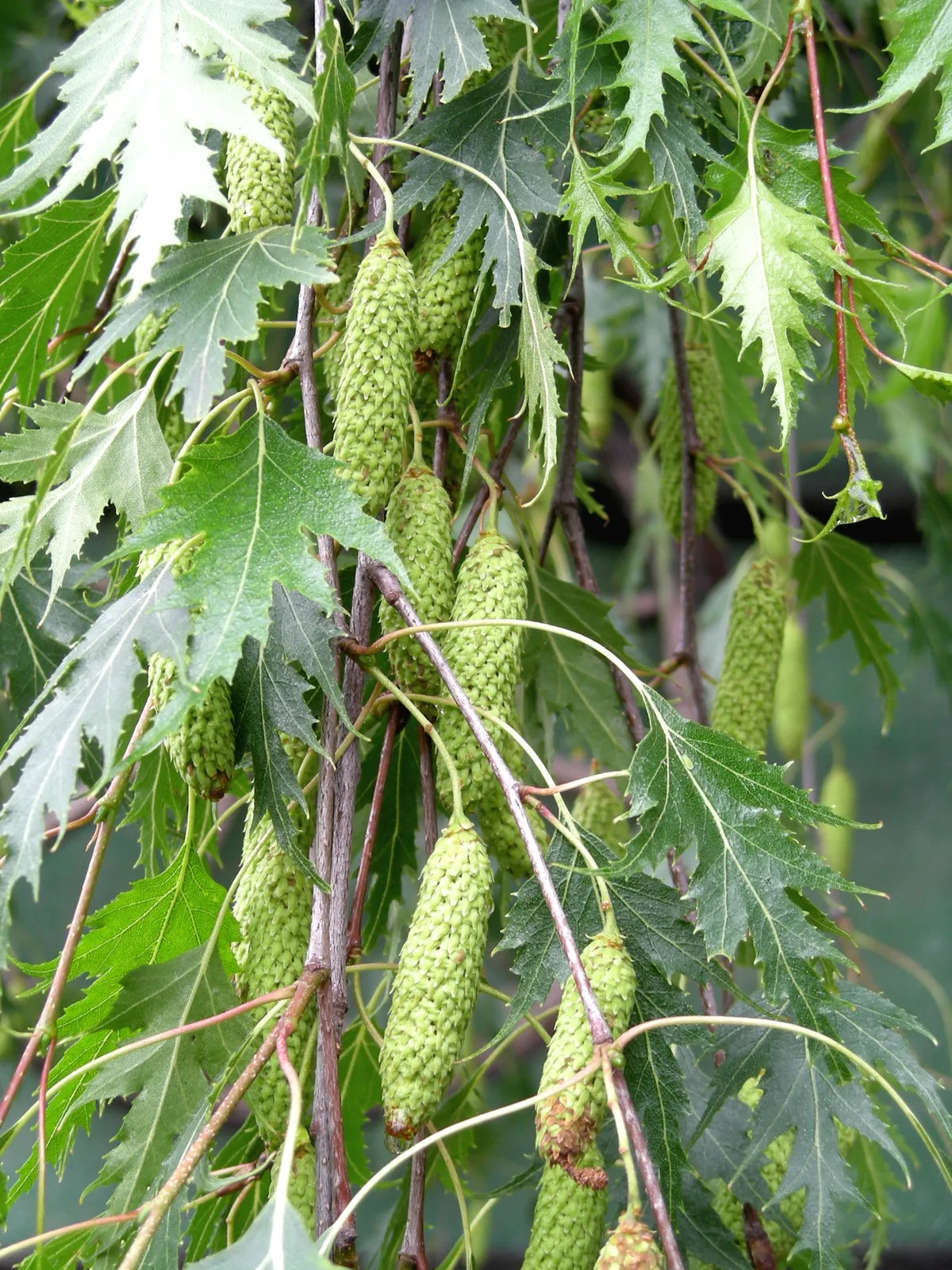 Betula pendula ‘Laciniata’ — katalog fotoğrafı