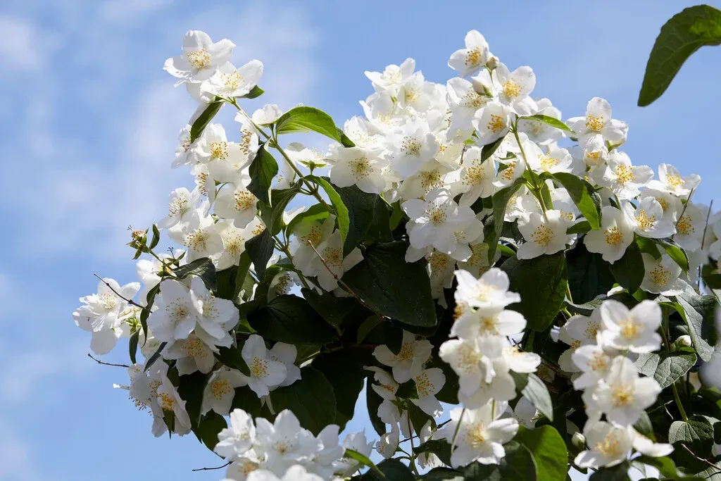 Philadelphus coronarius — katalog fotoğrafı