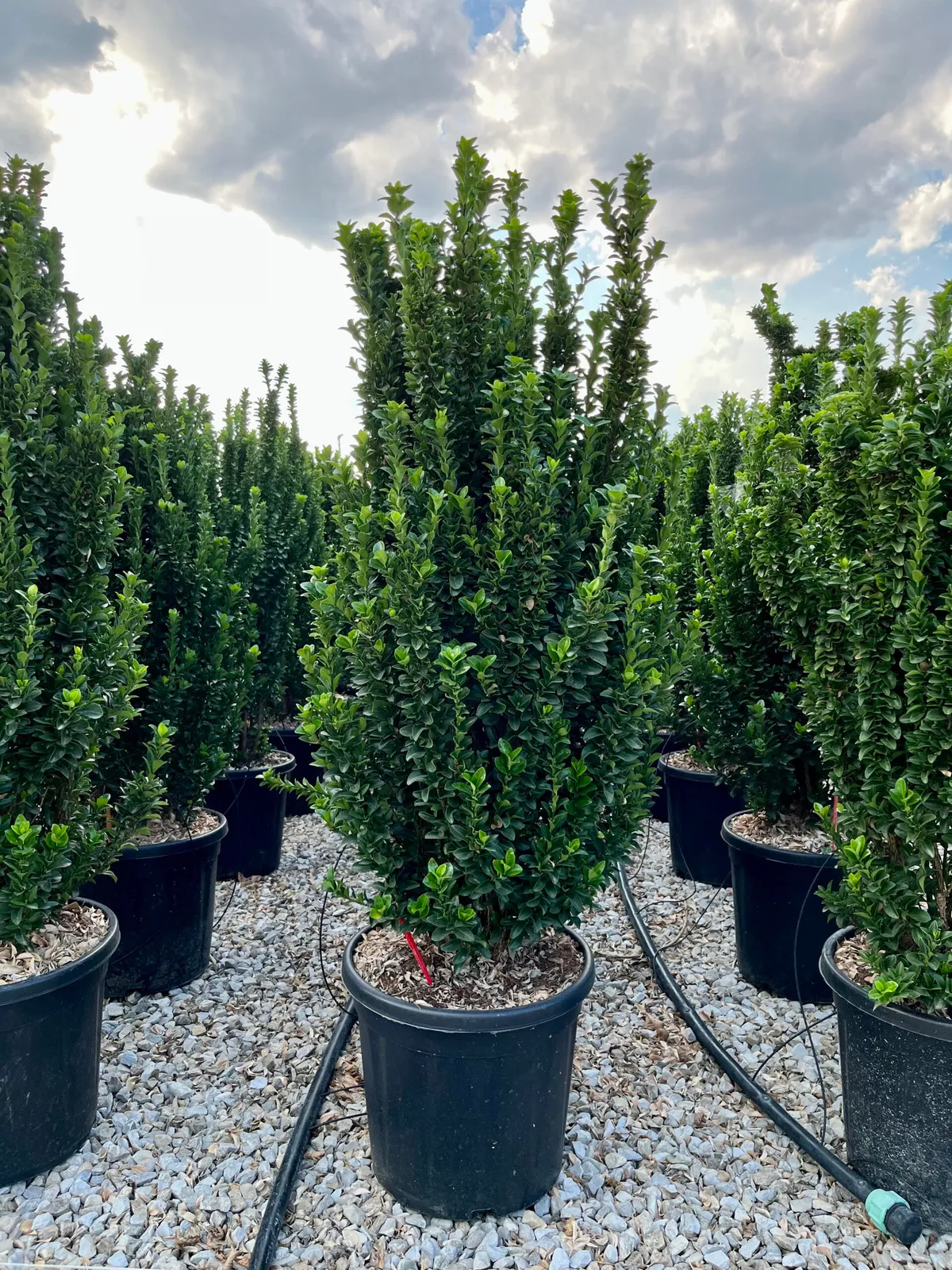 Euonymus japonicus ‘Benkomasaki’ — katalog fotoğrafı