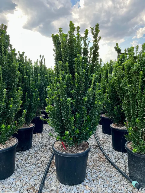 Euonymus japonicus ‘Benkomasaki’ — katalog fotoğrafı