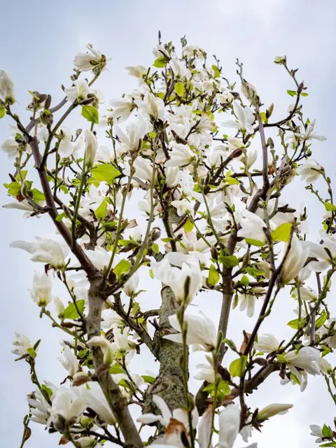 Magnolia kobus — katalog fotoğrafı