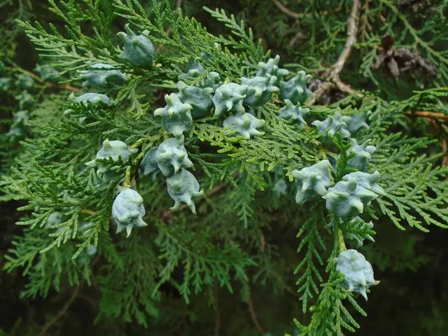 Thuja orientalis — katalog fotoğrafı