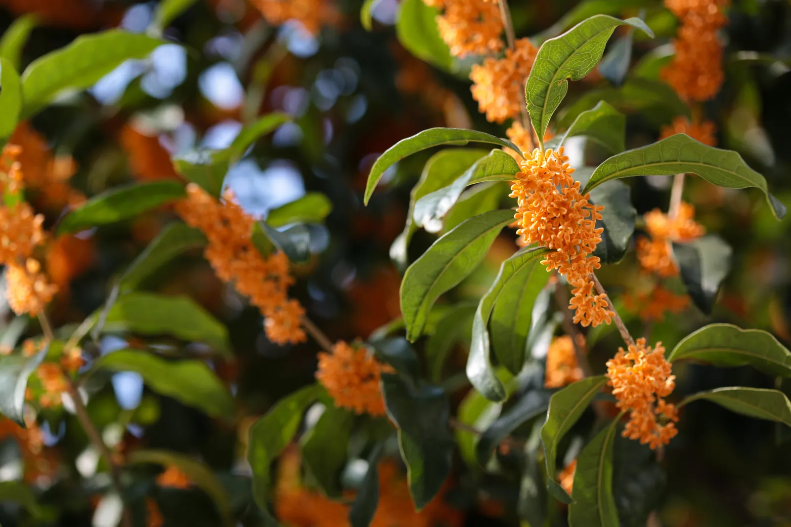 Osmanthus fragrans — katalog fotoğrafı