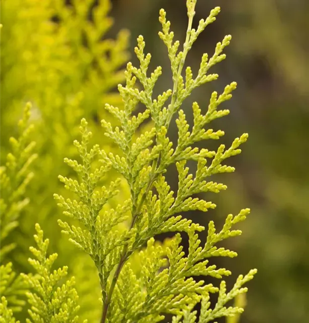 Chamaecyparis lawsoniana ‘Stardust’ — katalog fotoğrafı