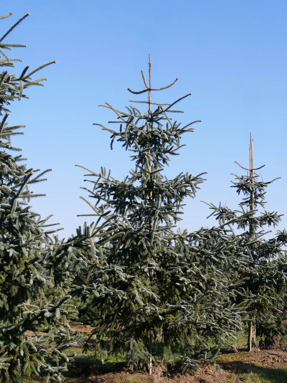 Abies pinsapo ‘Glauca’ — katalog fotoğrafı