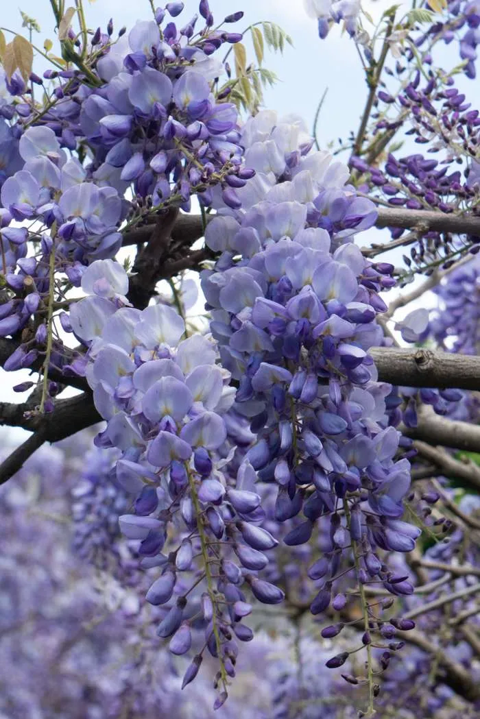 Wisteria sinensis ‘Prolific’ — katalog fotoğrafı