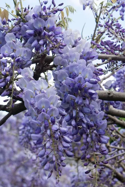 Wisteria sinensis ‘Prolific’ — katalog fotoğrafı