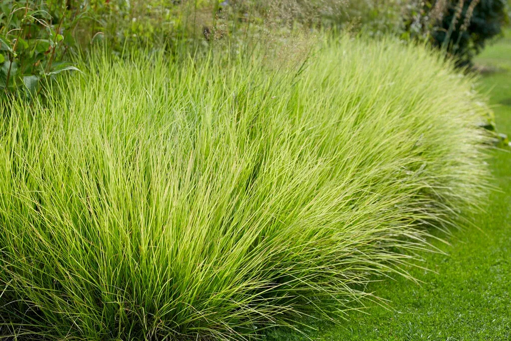 Sesleria autumnalis — katalog fotoğrafı