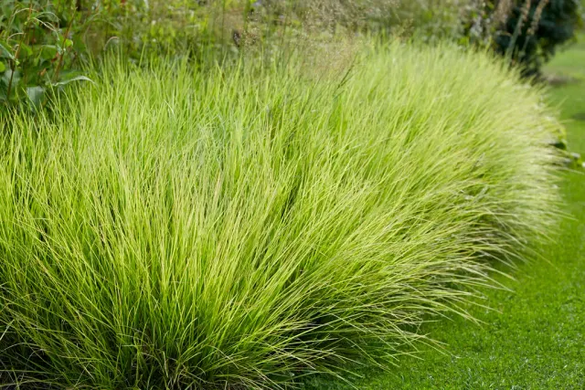 Sesleria autumnalis — katalog fotoğrafı