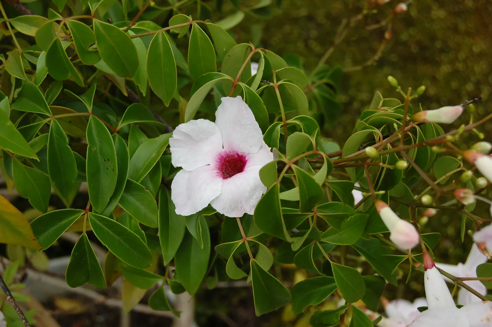 Pandorea jasminoides — katalog fotoğrafı