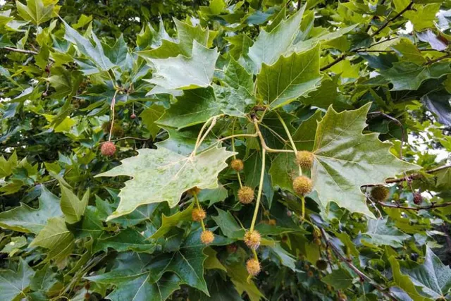 Platanus × acerifolia — katalog fotoğrafı