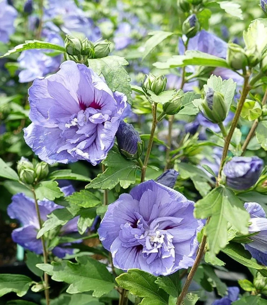 Hibiscus syriacus — katalog fotoğrafı