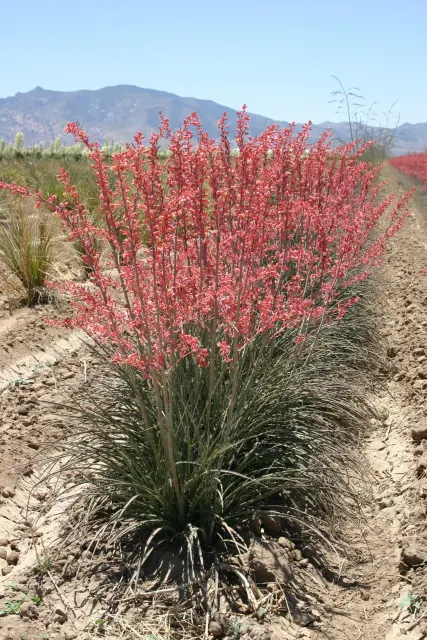 Hesperaloe parviflora — katalog fotoğrafı