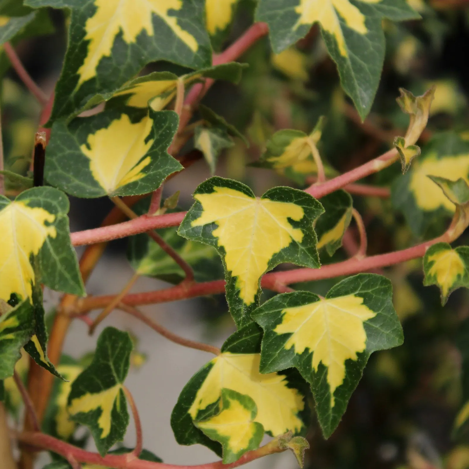 Hedera helix ‘Goldheart’ — katalog fotoğrafı