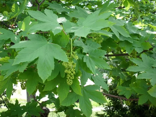 Acer pseudoplatanus — katalog fotoğrafı