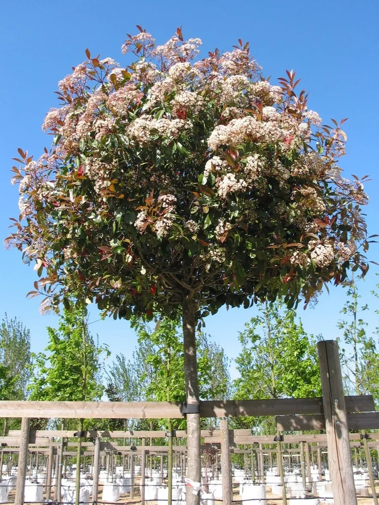 Photinia × fraseri ‘Red Robin’ — katalog fotoğrafı