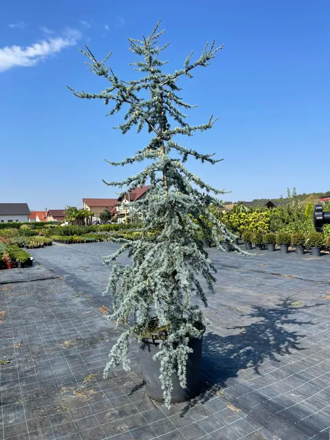 Cedrus atlantica ‘Glauca’ — katalog fotoğrafı