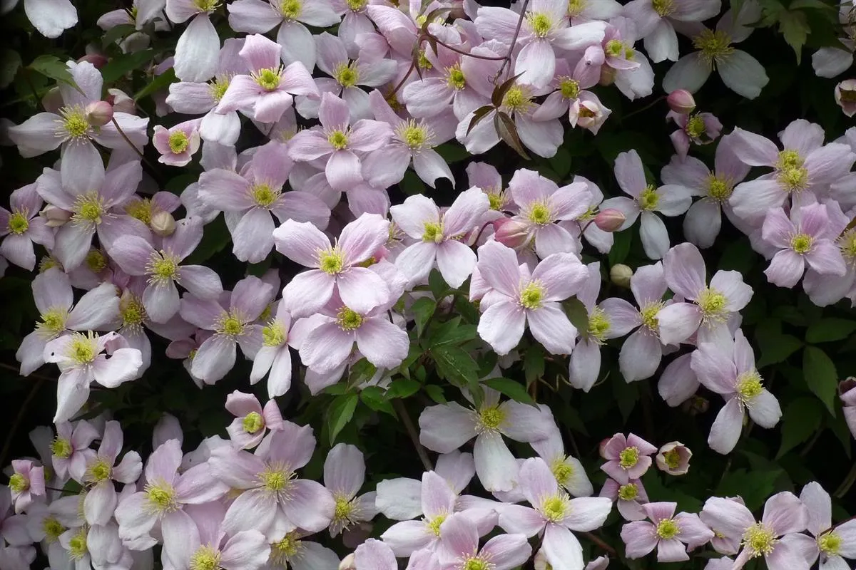 Clematis montana rubens — katalog fotoğrafı