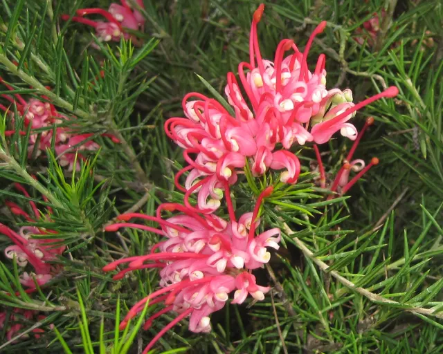 Grevillea juniperina — katalog fotoğrafı
