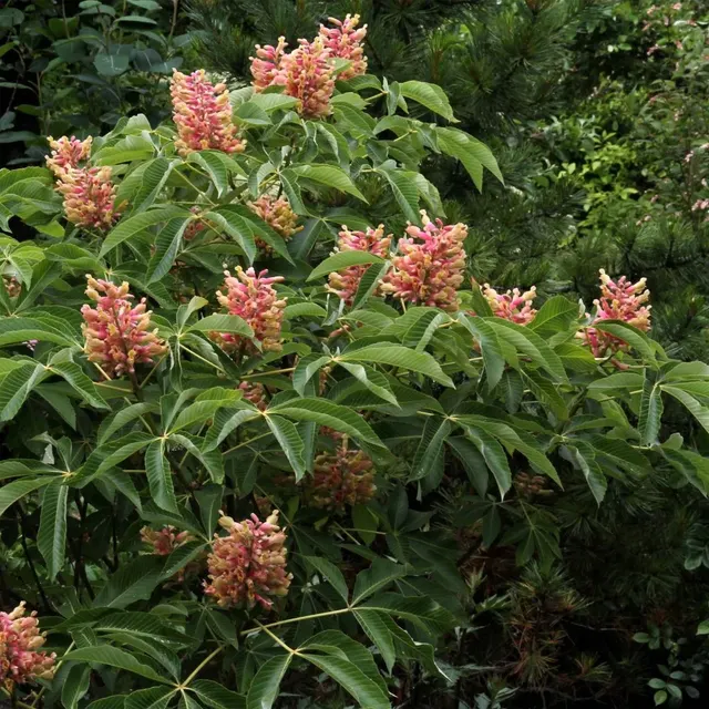 Aesculus pavia var. discolor ‘Koehnei’ — katalog fotoğrafı
