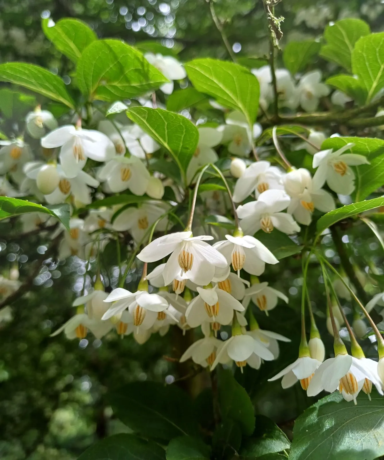 Styrax japonicus — katalog fotoğrafı