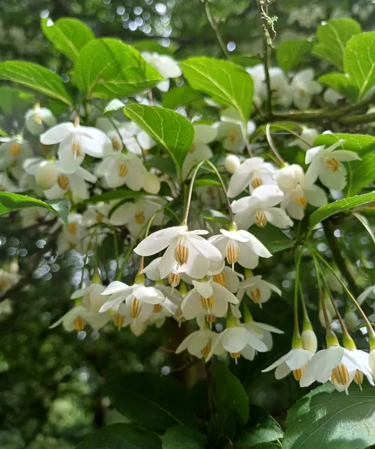 Styrax japonicus — katalog fotoğrafı