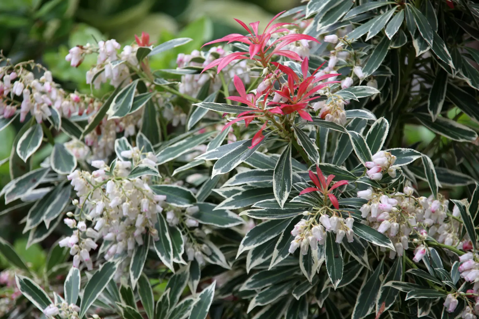 Pieris japonica ‘Flaming Silver’ — katalog fotoğrafı