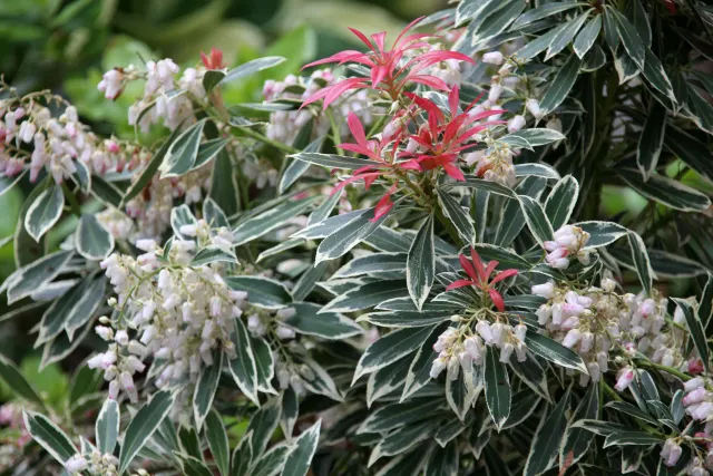 Pieris japonica ‘Flaming Silver’ — katalog fotoğrafı