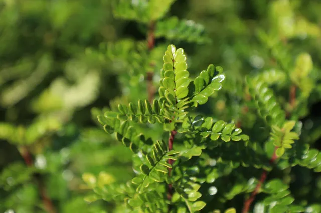 Zanthoxylum odorum — katalog fotoğrafı
