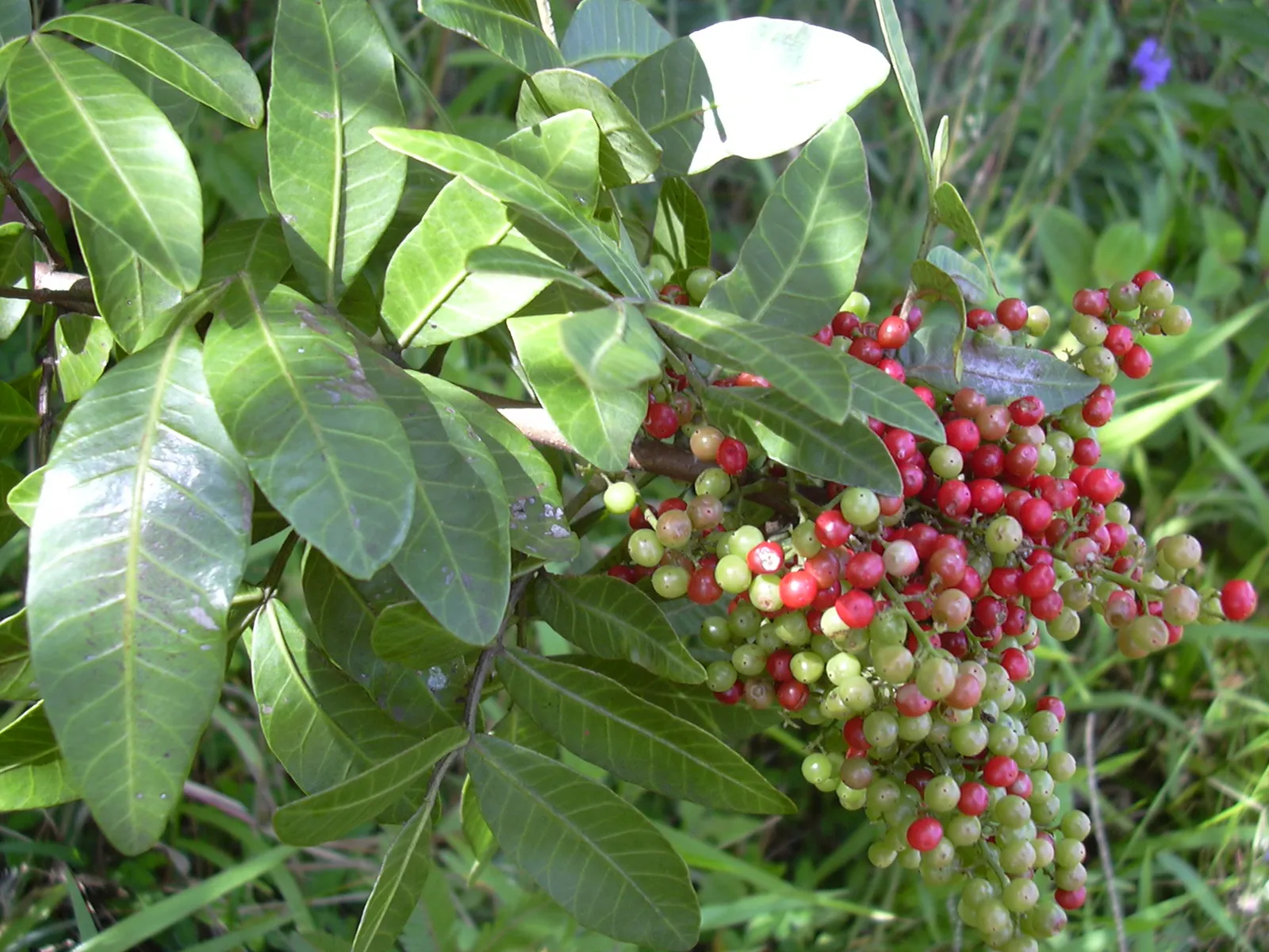Schinus terebinthifolius — katalog fotoğrafı