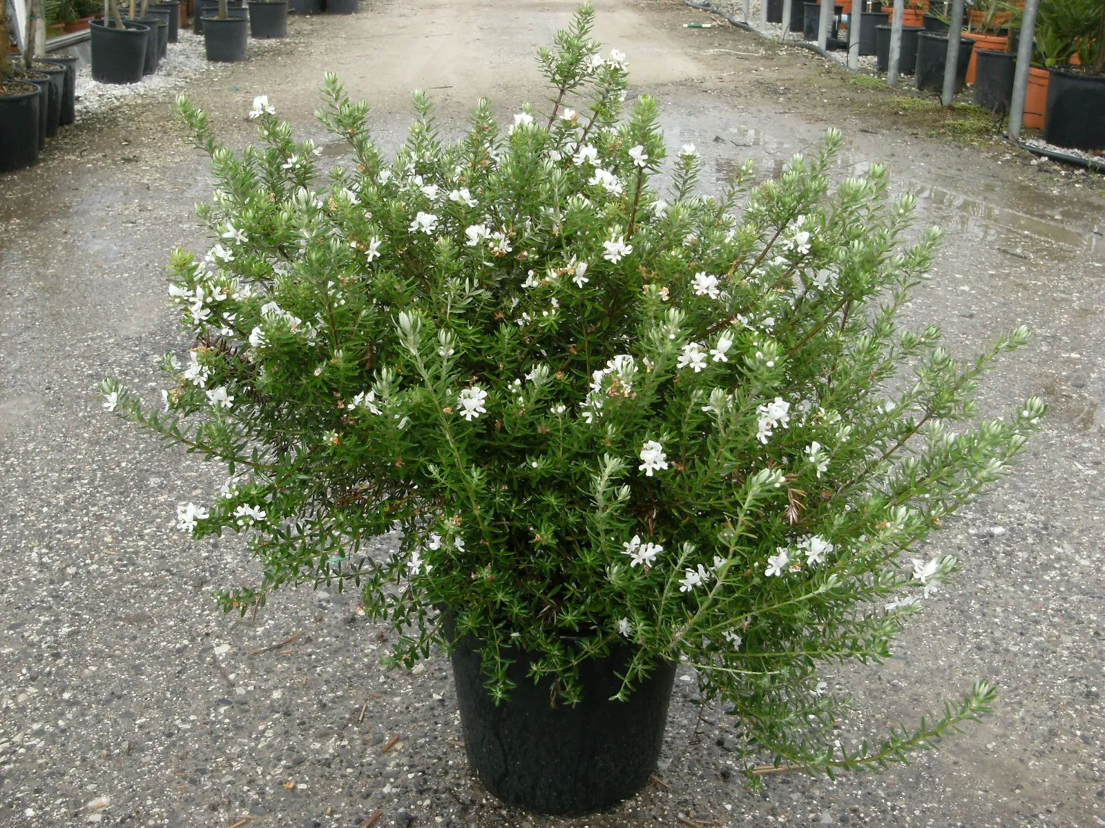 Westringia fruticosa — katalog fotoğrafı