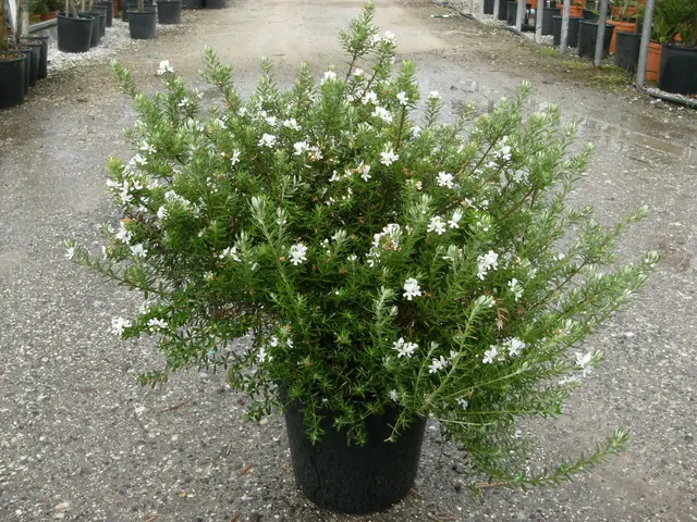 Westringia fruticosa — katalog fotoğrafı