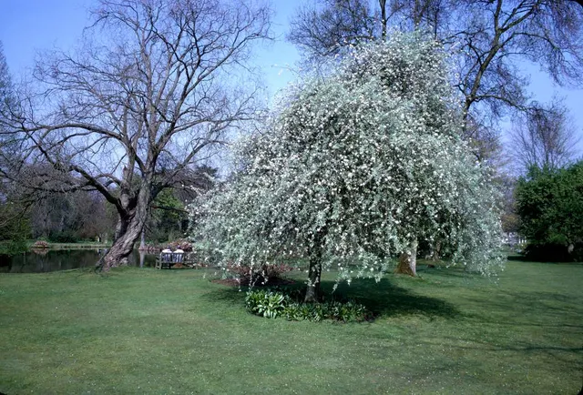 Pyrus salicifolia ‘Pendula’ — katalog fotoğrafı