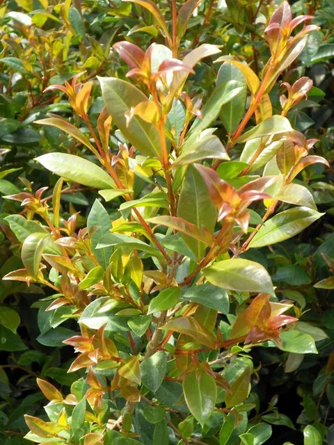 Eugenia myrtifolia ‘Newport’ — katalog fotoğrafı