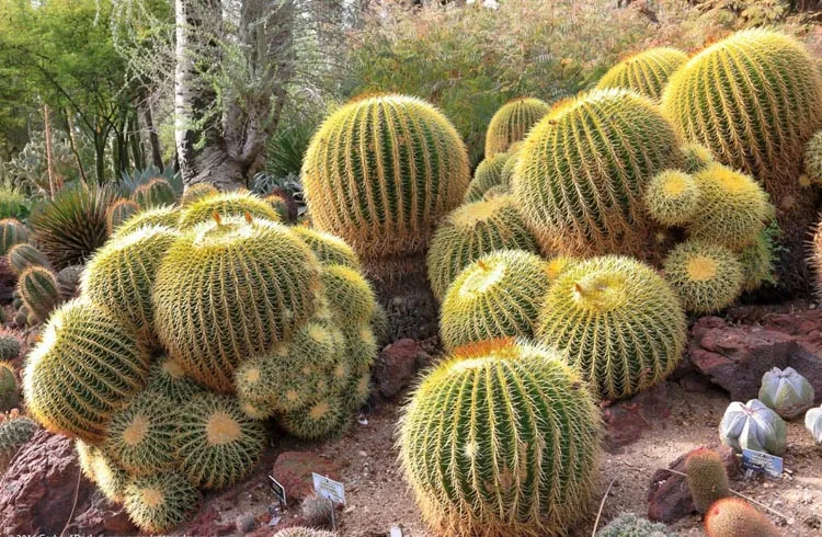 Echinocactus grusonii — katalog fotoğrafı
