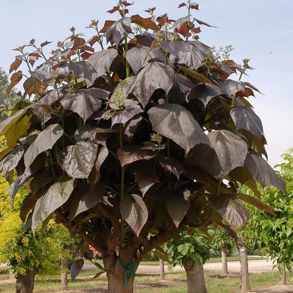 Catalpa × erubescens ‘Purpurea’ — katalog fotoğrafı