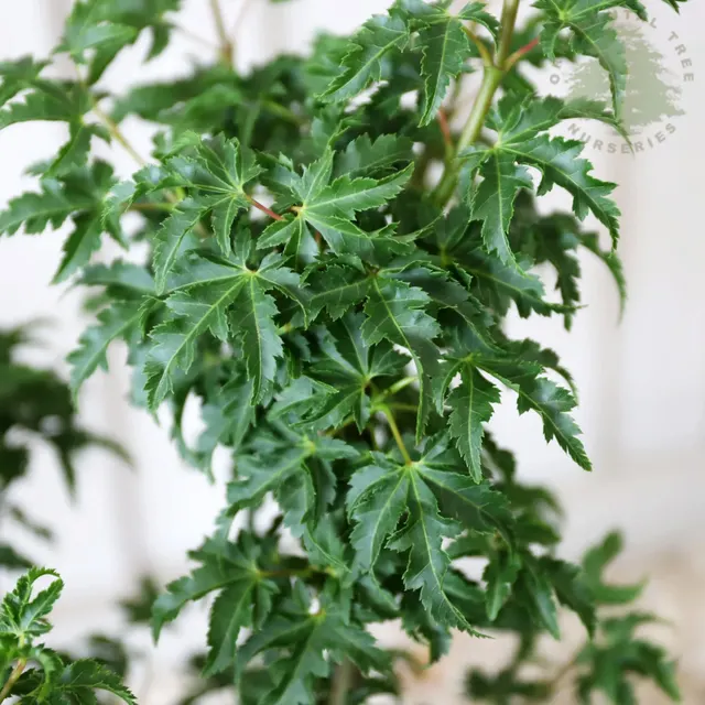 Acer palmatum ‘Shishigashira’ — katalog fotoğrafı