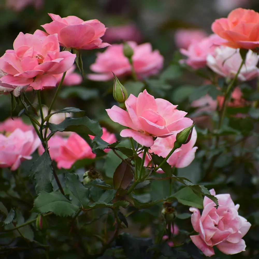 Rosa spp — katalog fotoğrafı