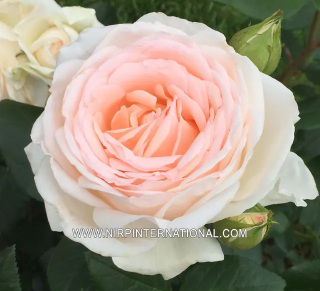 graud la rose® — katalog fotoğrafı