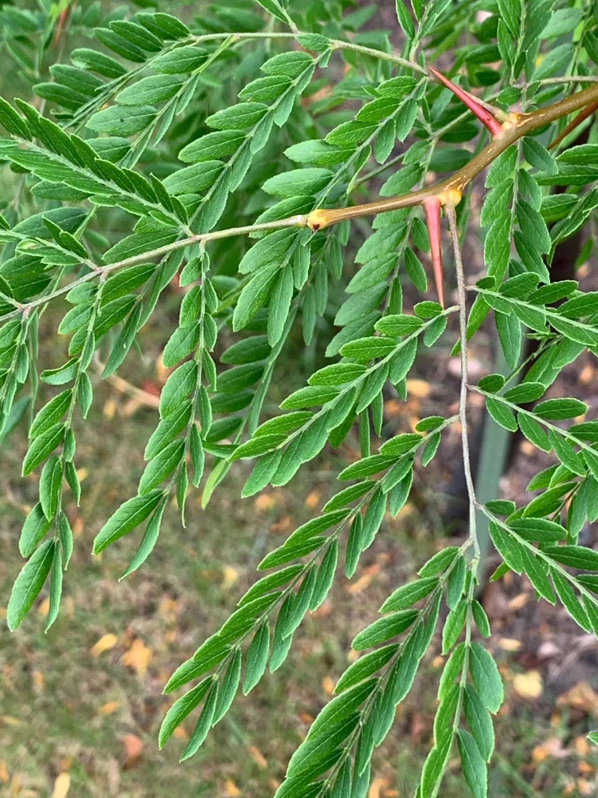 Gleditsia triacanthos — katalog fotoğrafı