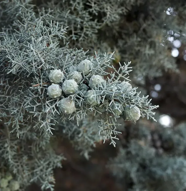 Cupressus arizonica — katalog fotoğrafı