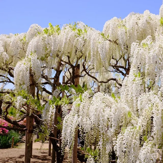 Wisteria sinensis ‘Alba’ — katalog fotoğrafı